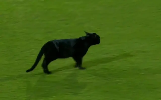 WATCH- Black cat halts Pakistan vs New Zealand tri-series final, video goes viral